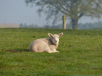 FZ028967 Little lamb.jpg